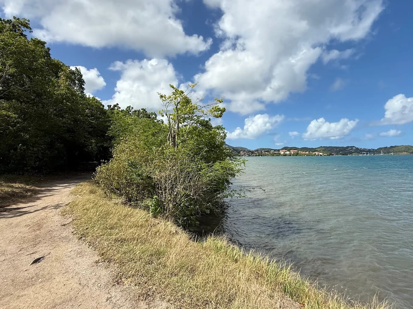 Foret vatable Martinique